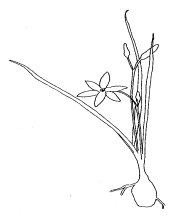 Drawing courtesy of Fig